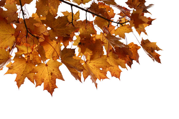 istock Autumn brown maple leaves isolated on white background 2170134614