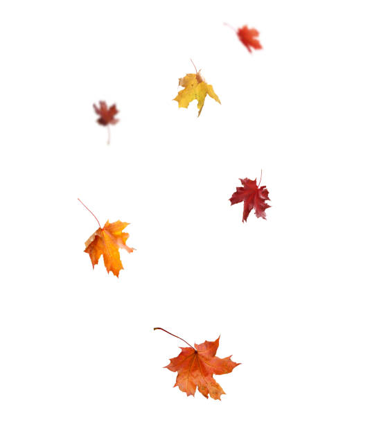 istock Autumn leaves in the wind. Fall leaves isolated on white background 2170134685
