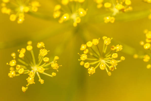 Wild fennel field in summer sunny day