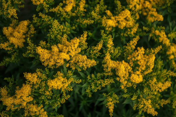 istock Yellow Solidago gigantea 2170135641