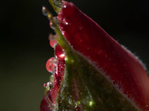 istock rose flowers after rain 2170135850