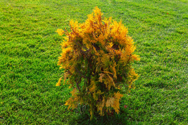Thuja Occidentalis plant against green grass in the park. Bush is surrounded by grass and he is a part of the natural landscape