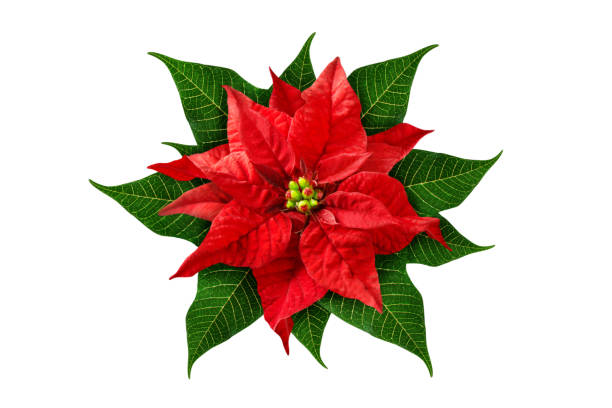 Red Winter Rose Poinsettia isolated on white background