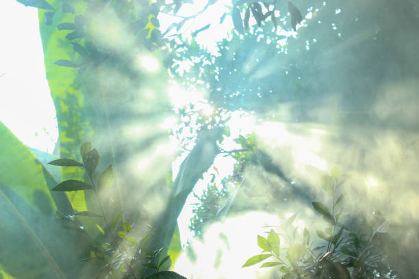 landscape of trees with sunlight and white smoke