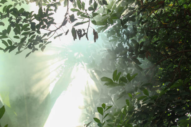 Greenhouse like a Jungle