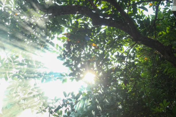istock landscape of trees with sunlight and white smoke 2170140382