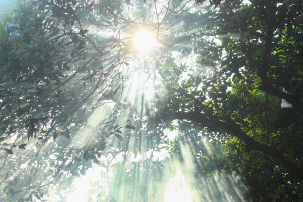 landscape of trees with sunlight and white smoke