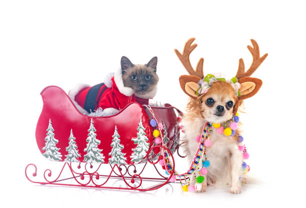 istock siamese cat, chihuahua and christmas 2170141161