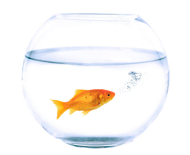 istock Carassius auratus and fishbowl in studio 2170141166