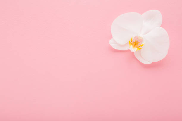 istock Fresh beautiful soft white orchid flower head on light pink table background. Pastel color. Closeup. Empty place for inspirational text, lovely quote or positive sayings. Top down view. 2170141711