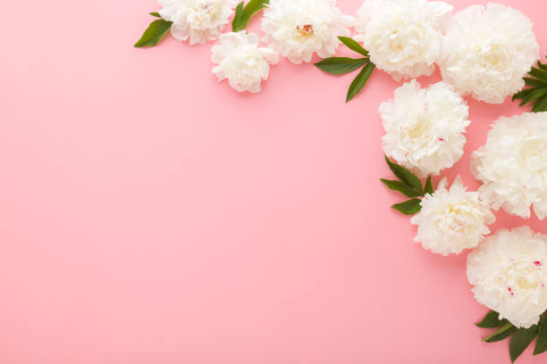istock Fresh beautiful soft white peony flowers with green leaves on light pink table background. Pastel color. Closeup. Empty place for inspirational text, lovely quote or positive sayings. Top down view. 2170141719
