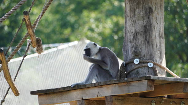 istock Little monkey in the Zoo Poland 2170142748