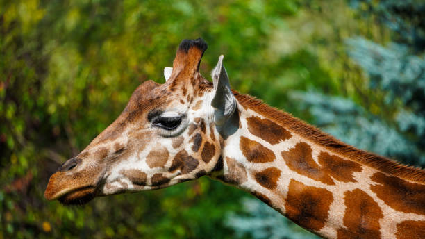 istock Giraffe animal in the Zoo Poland 2170142759