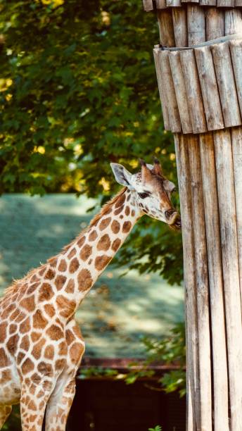istock Giraffe animal in the Zoo Poland 2170142935