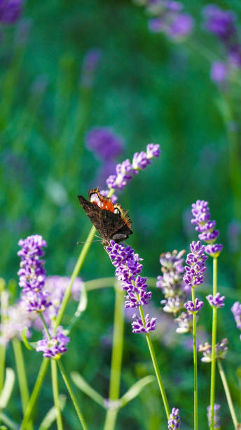 istock Butterfly on the flower lavender Poland 2170143032