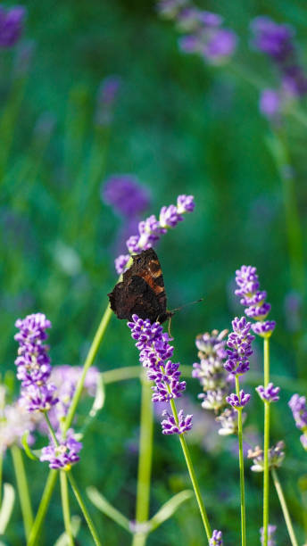 istock Butterfly on the flower lavender Poland 2170143065