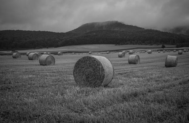 Ensilage balls on farmland a foggy afternoon wheres the mist hovering over the forest in background