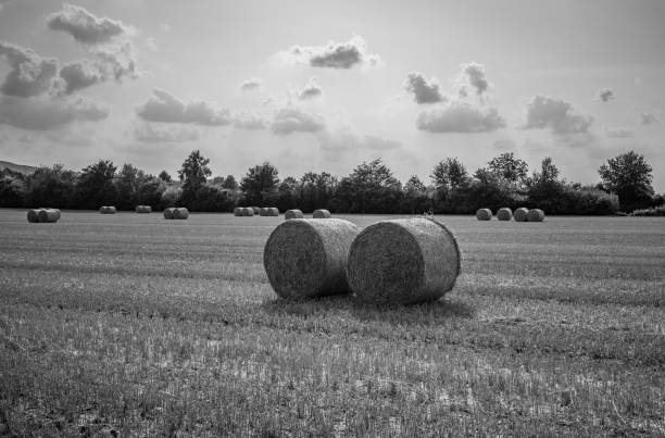 istock sheafs of hay on the field 2170143961