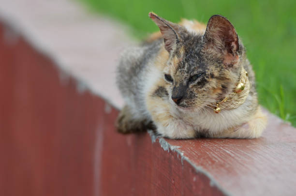 Cats, also known as domestic cats or house cats, are small, carnivorous mammals that have been domesticated and are valued for their companionship and ability to hunt vermin. They use vocalizations like meowing, purring, and hissing, as well as body language to communicate.