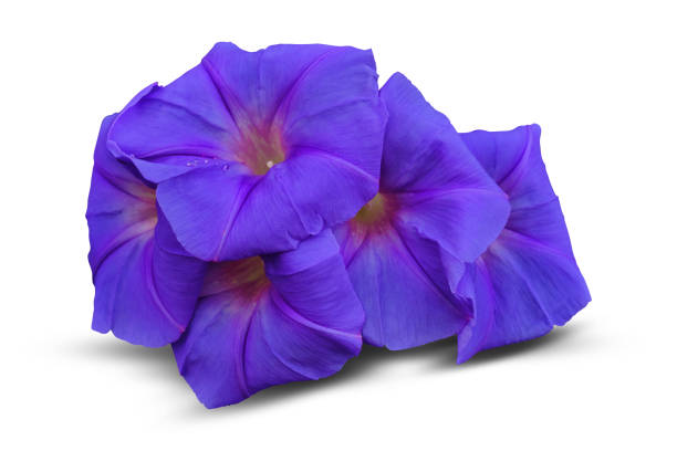 Morning glory on white background.Have clipping path