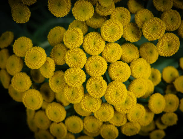 The tansy flowers close up