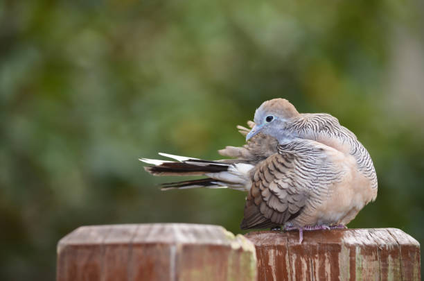 The Zebra Dove is also known as Barred Ground Dove or Barred Dove. It is a species of bird of the dove family and is native to Southeast Asia.