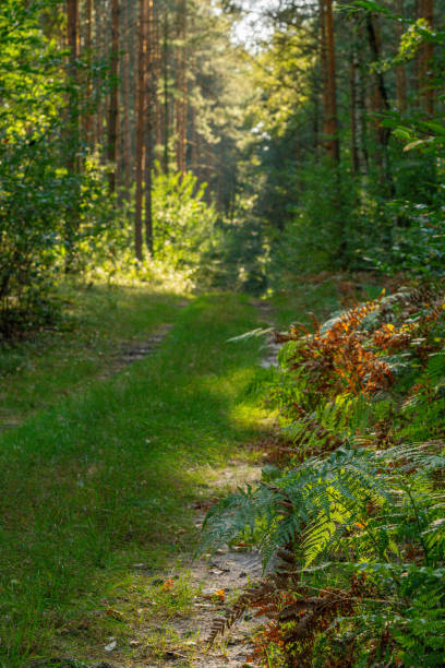 istock ferns in the green forest in summer. deciduous coniferous forest. forest road between trees. forest on a sunny day 2170147085