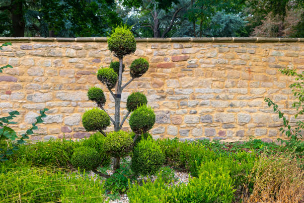 istock small tree with green leaves is in front of a stone wall 2170147600