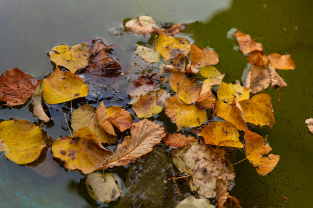 istock pond full of leaves floating on the surface 2170147625