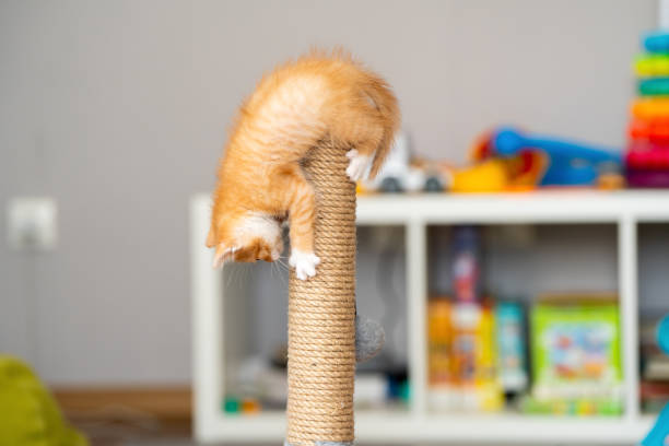 Domestic ginger little cute kitten plays with a scratching post. Fun for cats. Pets