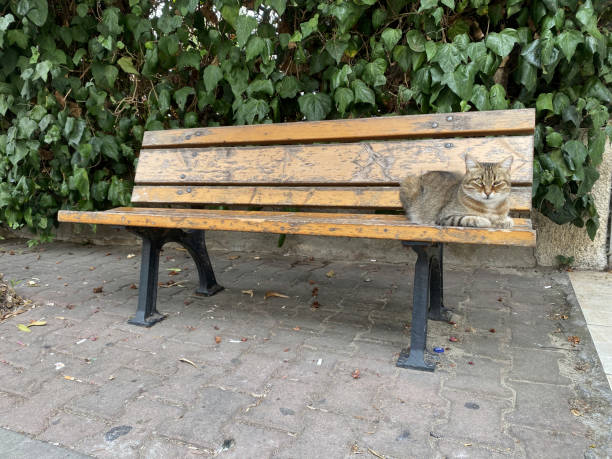 istock Cute cat lying comfortably on a bench in Turkey 2170149304