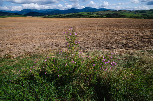 A rural landscape showcasing farmland in the foreground, with lush green fields and scattered houses. Majestic mountains rise in the background under a dramatic cloudy sky, creating a peaceful yet striking scene.