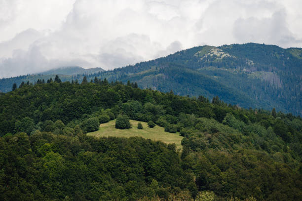 A scenic view of a mountain landscape featuring dense green forests and an open meadow nestled within the trees. The surrounding hills and cloudy sky create a peaceful and natural environment.