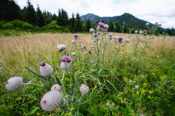 Thistle plants with purple blooms stand tall in a grassy field, with mountains and a forested area visible in the background. The wild plants and natural landscape create a serene and untamed outdoor scene.