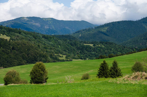 A scenic view of a mountain landscape featuring dense green forests and an open meadow nestled within the trees. The surrounding hills and cloudy sky create a peaceful and natural environment.