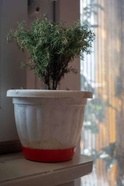 istock Plant in a pot cozy house interior decoration. 2170150390