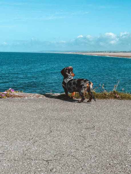 istock Miniature Dachshund in Portland 2170150456