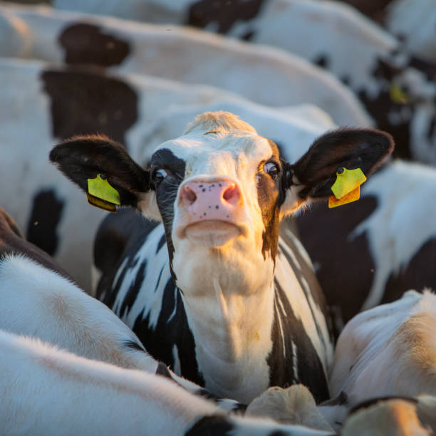 young black and white spotted cow streches head surrounded by other cows