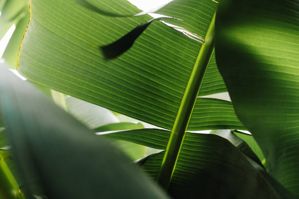 istock Green banana leaf close up 2170151841