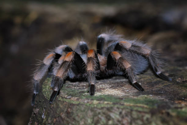istock Hamorii tarantula on a wood, Animals closeup 2170152637