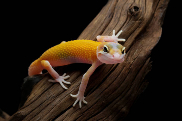 istock Baby leopard gecko lizard on a wood, eublepharis macularius 2170152644