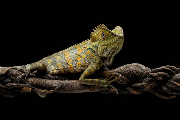 istock Forest dragon reptile on a branch, Gonocephalus chamaeleontinus 2170152695