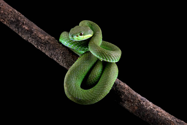 istock green viper snake on branch 2170153062
