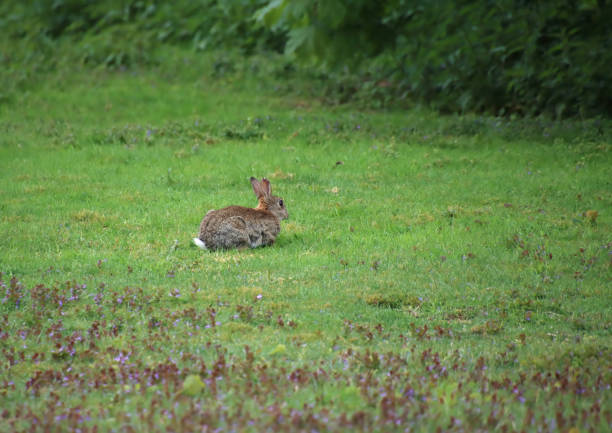 istock rabbit in the meadow, rabbit at dawn, rabbit in the wild meadow in its habitat 2170153708