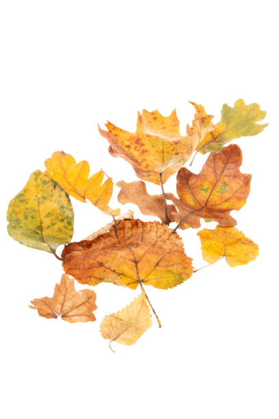 istock dried autumn leaves isolated on white background 2170153954