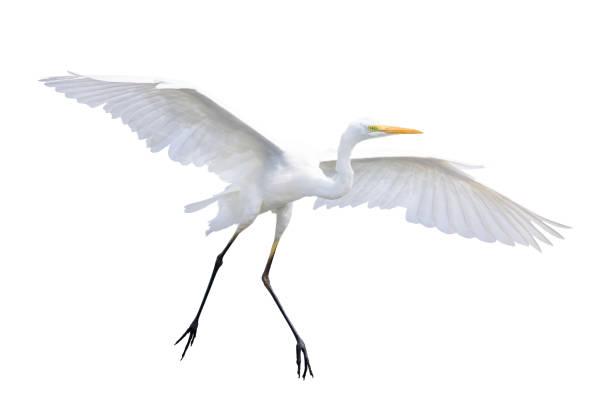 istock white big bird, heron in flight, isolated on white 2170155330