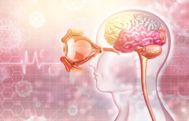 Human eye anatomy with human brain. 3d illustration