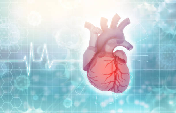 istock Human heart anatomy with ecg graph 2170156286