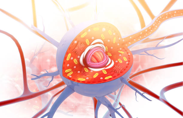 Purkinje cell of the cerebellum, computer illustration. Purkinje nerve cells have a flask-like body from which numerous highly branched dendrites extend. The cerebellum is a structure at the base of the brain that plays an important role in motor control, sensory perception and learning.