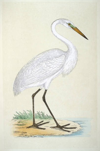 Great white heron or egret, Ardea alba, Wildlife, Fine Art, Birds, Victorian, 19th Century style